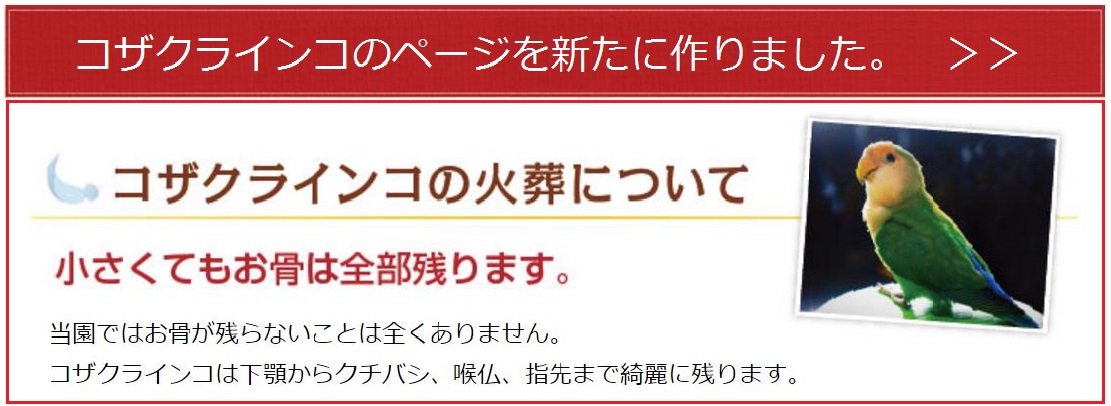 コザクラインコの火葬で綺麗なお骨が残ります。