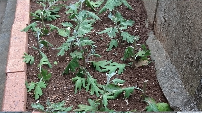 菊の挿し木をしました 八王子下柚木ペット霊園