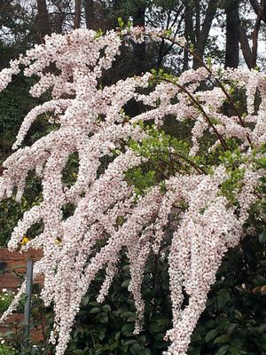 ピンクのユキヤナギのお花がいっぱい咲き始めました 八王子下柚木ペット霊園