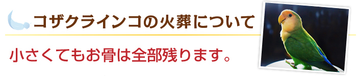 コザクラインコの火葬について 小さくてもお骨は全部残ります。